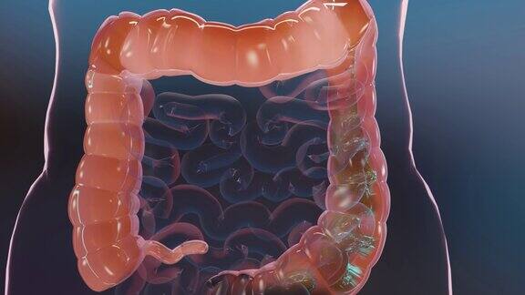 人体消化系统解剖肠通便便秘的治疗3d渲染