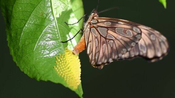 一只蝴蝶在叶子上产卵黄色小鸡蛋
