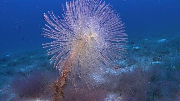 深海生物-大管蠕虫特写