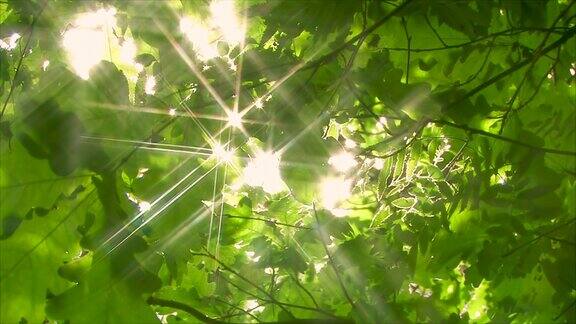 阳光灿烂的绿色森林