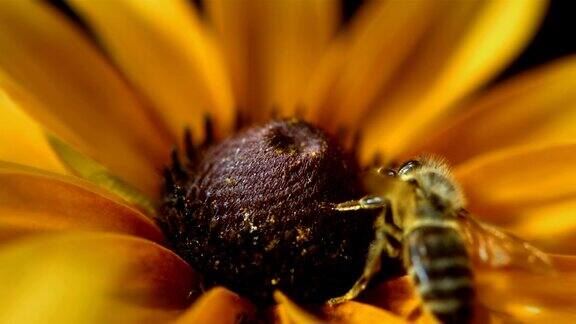 超级慢动作:蜜蜂采集花粉