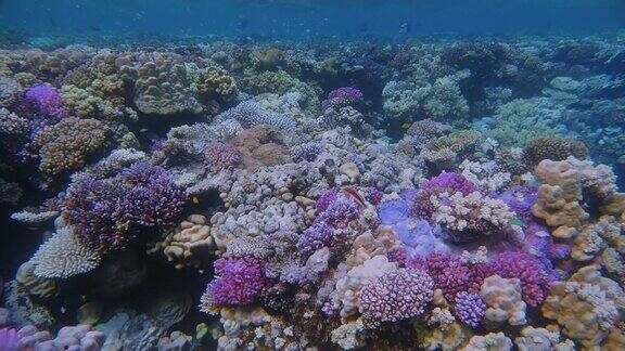埃及的拉哈米湾美丽的珊瑚礁上有海洋生物和许多热带鱼小珊瑚礁