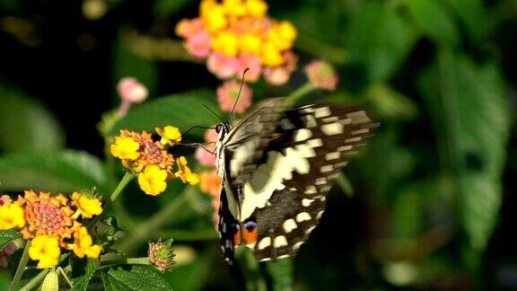 花上的蝴蝶特写慢镜头