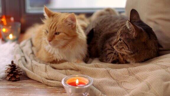 两只猫躺在家里的羊皮沙发上