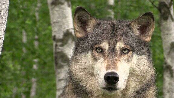 美丽的大灰狼