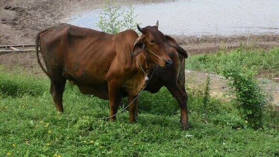 门河畔站着吃草的小母牛