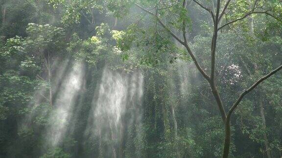 慢镜头的阳光透过树木与喷雾