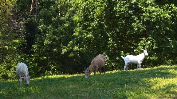 森林附近的牧场上有山羊