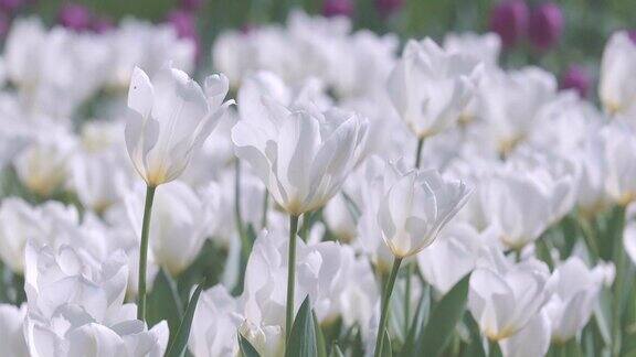 郁金香花昭和纪念公园日本东京