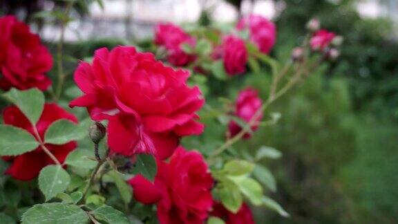 一只手触摸着最美丽的深粉色玫瑰