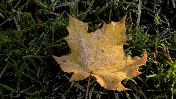 大自然第一次霜冻在黄色的结冰的枫叶上形成了冰和雪晶体晨露和白霜深秋或冬季的天气开始了时间流逝绿草或草坪