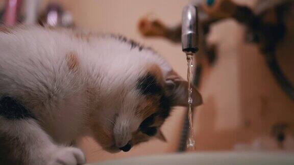奇怪的彩色家猫正在检查浴室水龙头里的自来水