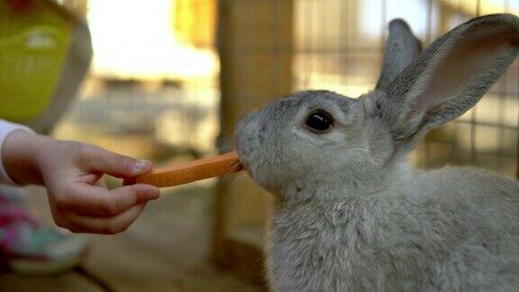用胡萝卜喂兔子接触动物园