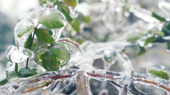 绿叶上覆盖着冰