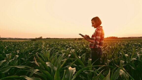 日落时分在田园诗般的乡村田野里一名女农民拿着数字平板电脑实时检查玉米的收成