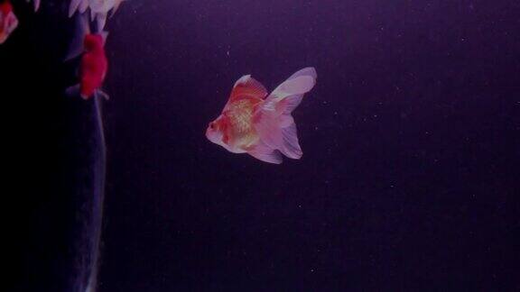 金鱼在水族馆里用氧气泡游泳