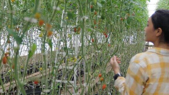 农场工人从有机花园收获西红柿