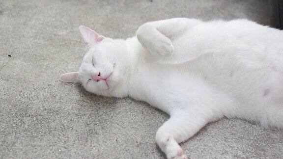 可爱的白猫安静地睡在地板上