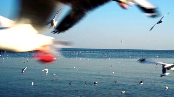 一群海鸥在蓝天上飞过大海