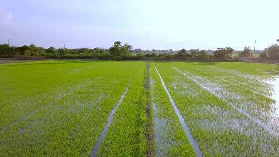 绿色水稻农场光水反射