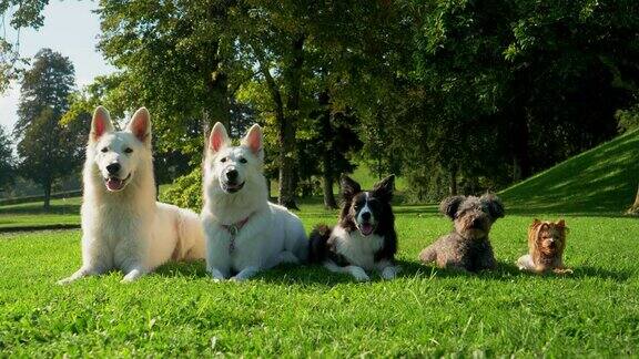 五只狗从大到小排成一行躺在公园里看着镜头