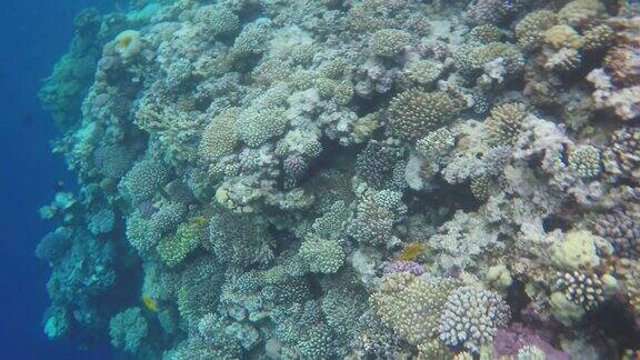 珊瑚礁上五颜六色的鱼和珊瑚