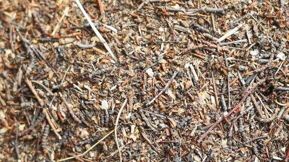 森林里满是蚂蚁的蚁丘的特写运行昆虫的工作有选择性的重点