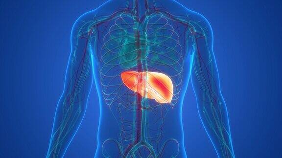 人体内部消化器官肝脏解剖动画概念