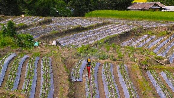 泰国清迈省的农村里灌溉装置正在给田地浇水