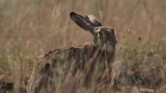 欧洲野兔(Lepuseuropaeus)也称为棕色野兔产于俄罗斯