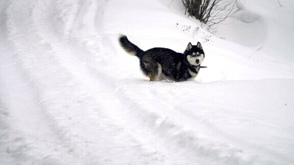 哈士奇在雪中玩耍