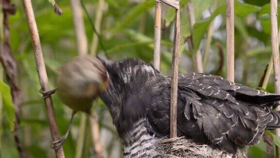 欧亚苇莺(Acrocephalusscirpaceus)在巢中喂养灰色杜鹃雏鸟(Cuculuscanorus)