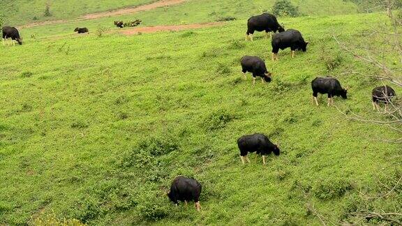 野生牛吃草