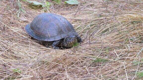 欧洲塘龟坐在落叶林的干草地上近距离