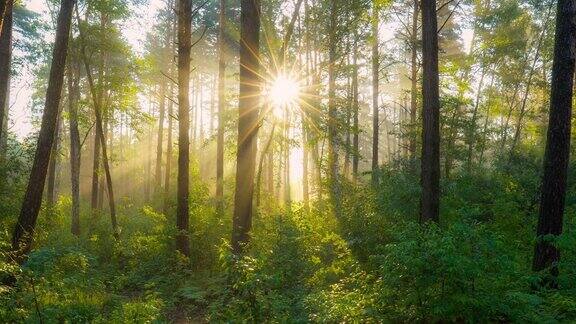 绿油油的树叶淡淡的雾气和阳光穿过树林森林里美丽的阳光早晨夏天森林自然有雾