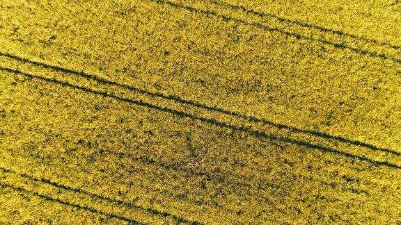无人机实时拍摄农民在阳光明媚的黄色油菜田里的情景