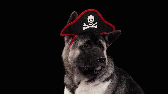 特写的美国秋田犬口在工作室的黑色背景狗的头上戴着海盗帽的边万圣节狂欢节服装