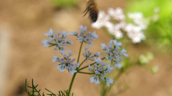 阳光下蜜蜂开着白色芫荽花的慢镜头