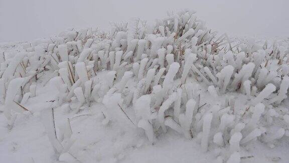 极近距离拍摄白雪覆盖的草冻结霜冻全白色