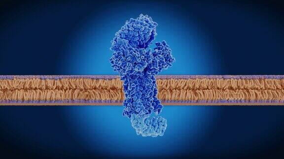 t细胞细胞膜上的t细胞受体
