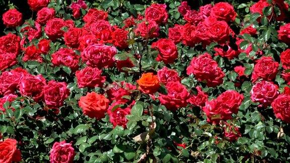 花园里的红玫瑰绽放
