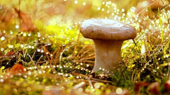 雨中的阳光森林里的蘑菇牛肝菌