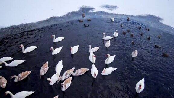 冬天天鹅和鸭子在湖上觅食
