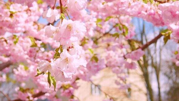 花卉背景在柔和的颜色一只大黄蜂为一朵粉红色的樱花授粉春天樱花树大黄蜂站在樱花上