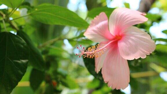 粉色的芙蓉