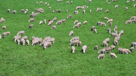 潘羊群在牧场上吃草