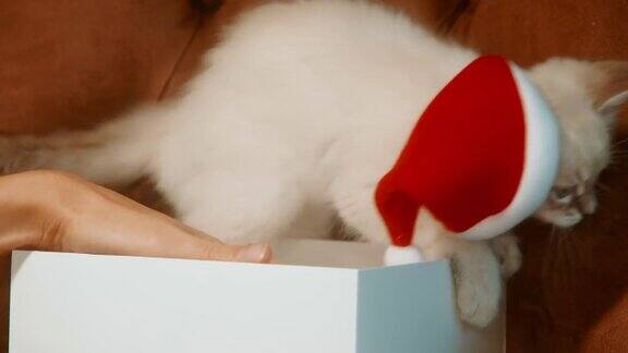 一只小猫戴着圣诞老人的帽子