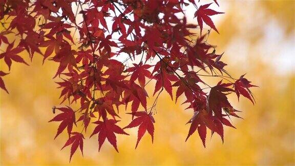 日本枫叶的秋天