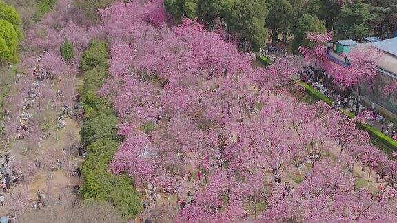 圆通樱潮