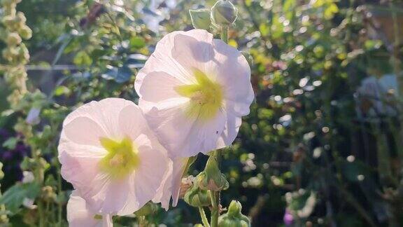 白花Stockroses在一个新鲜和绿色的背景上